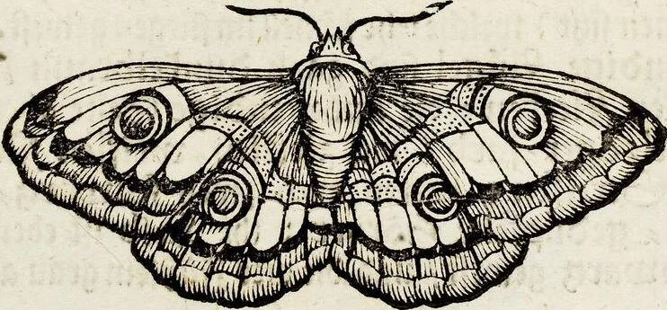 An illustration from (Band 2), 1683, leaf 122