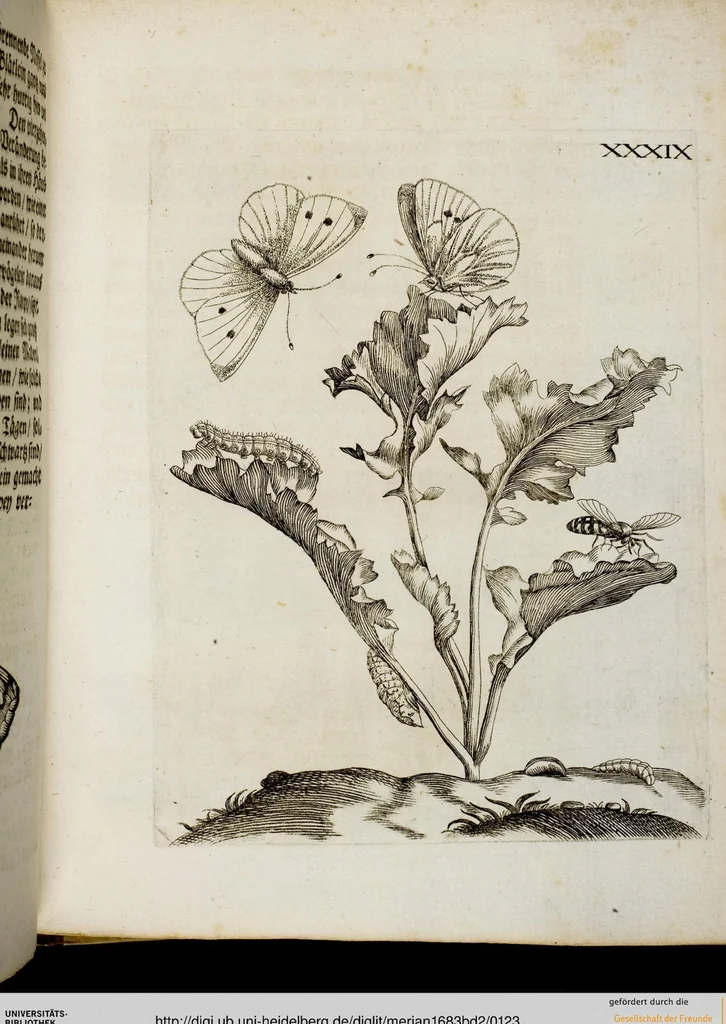 An illustration from (Band 2), 1683, leaf 123