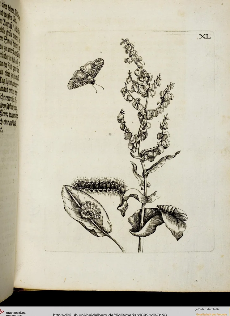 An illustration from (Band 2), 1683, leaf 126