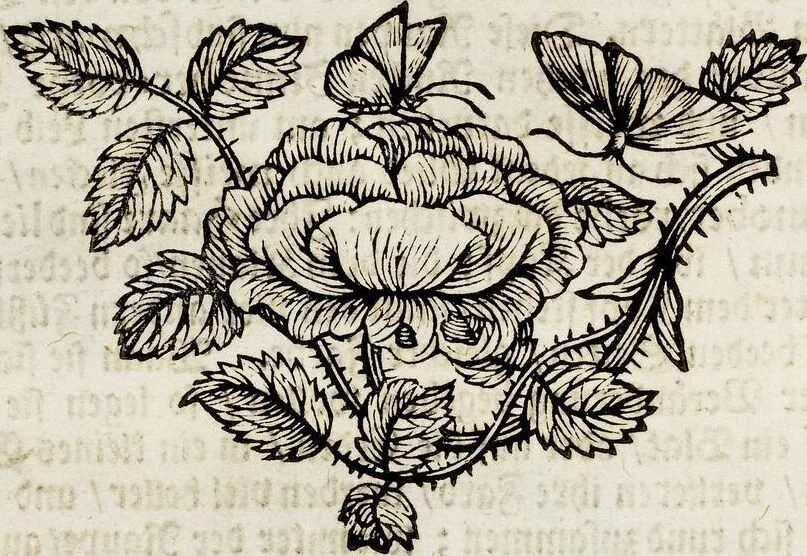 An illustration from (Band 2), 1683, leaf 128