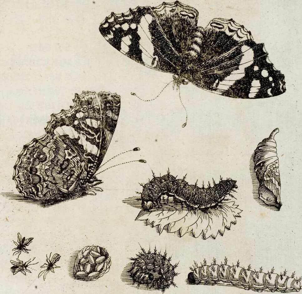 An illustration from (Band 2), 1683, leaf 129
