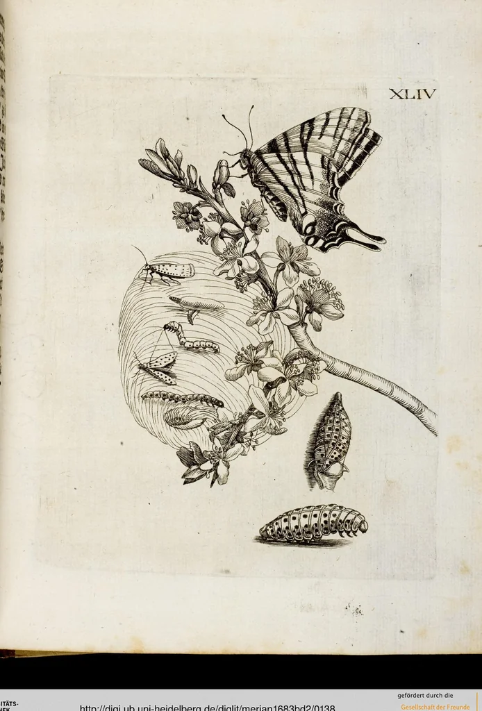 An illustration from (Band 2), 1683, leaf 138
