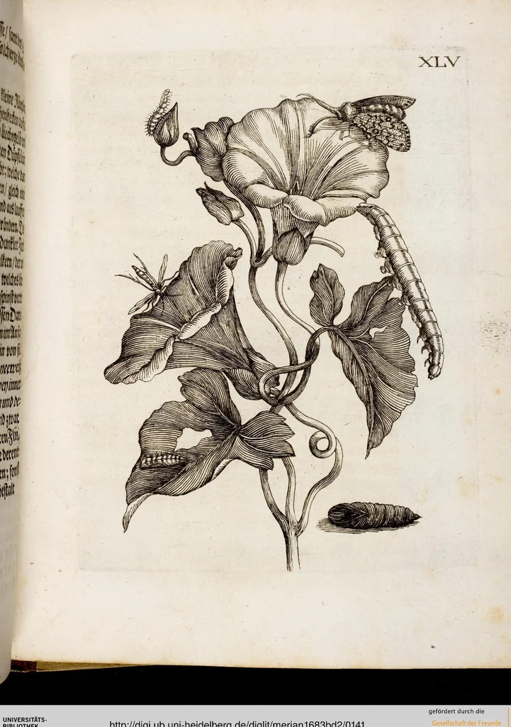 An illustration from (Band 2), 1683, leaf 141