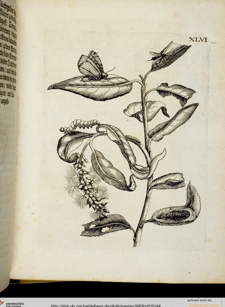 An illustration from (Band 2), 1683, leaf 144