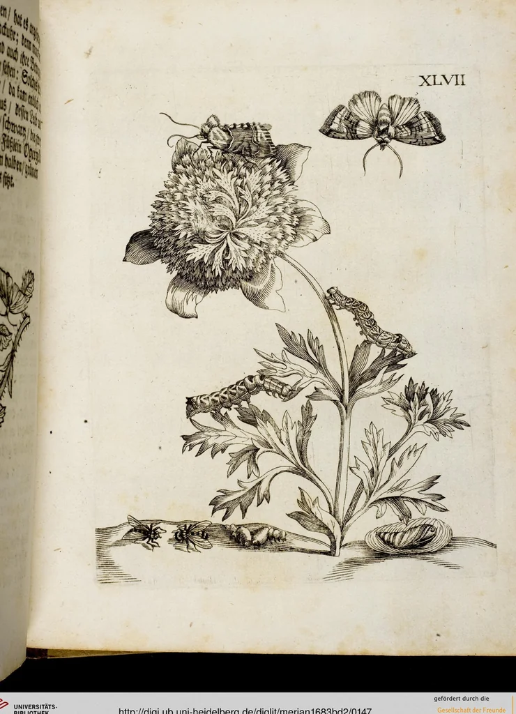 An illustration from (Band 2), 1683, leaf 147