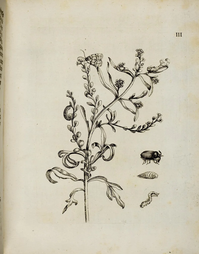 An illustration from (Band 2), 1683, leaf 15