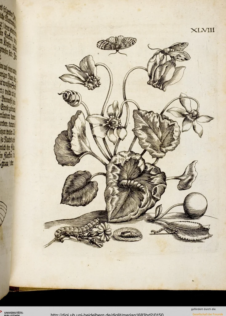 An illustration from (Band 2), 1683, leaf 150