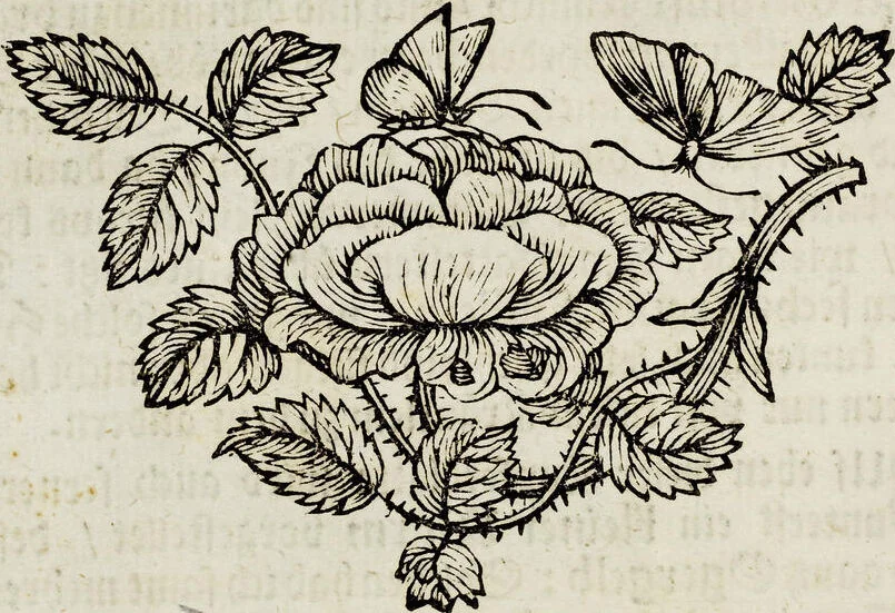 An illustration from (Band 2), 1683, leaf 17