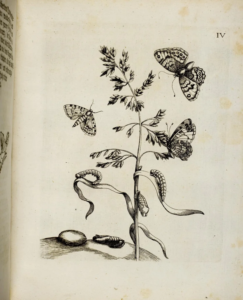 An illustration from (Band 2), 1683, leaf 18