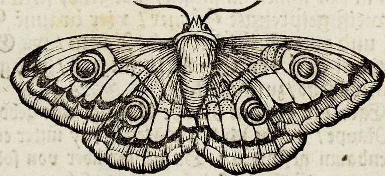 An illustration from (Band 2), 1683, leaf 20