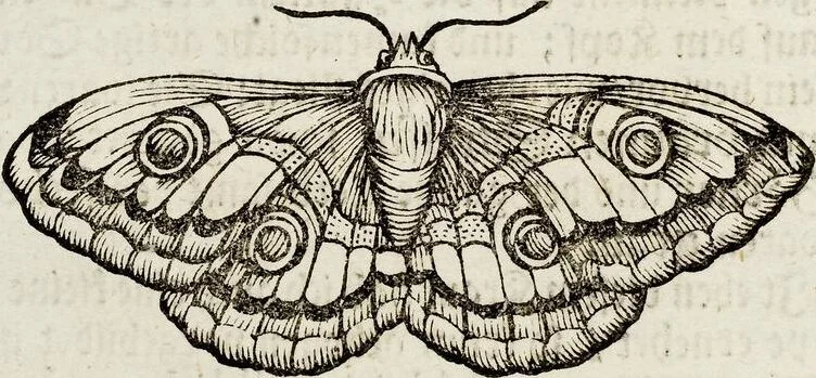 An illustration from (Band 2), 1683, leaf 23