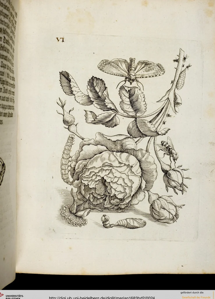 An illustration from (Band 2), 1683, leaf 24