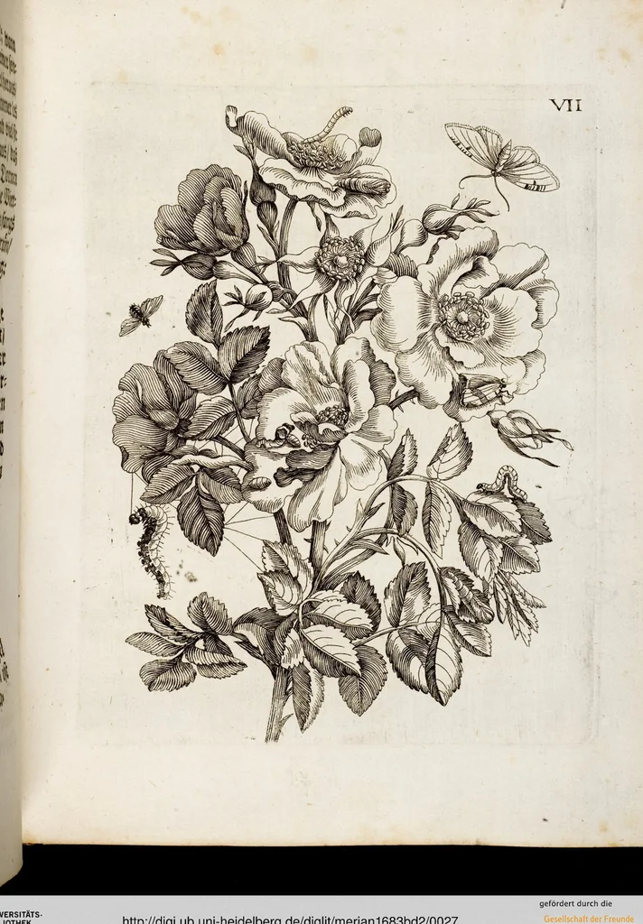 An illustration from (Band 2), 1683, leaf 27