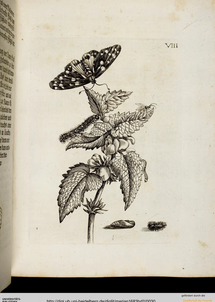 An illustration from (Band 2), 1683, leaf 30
