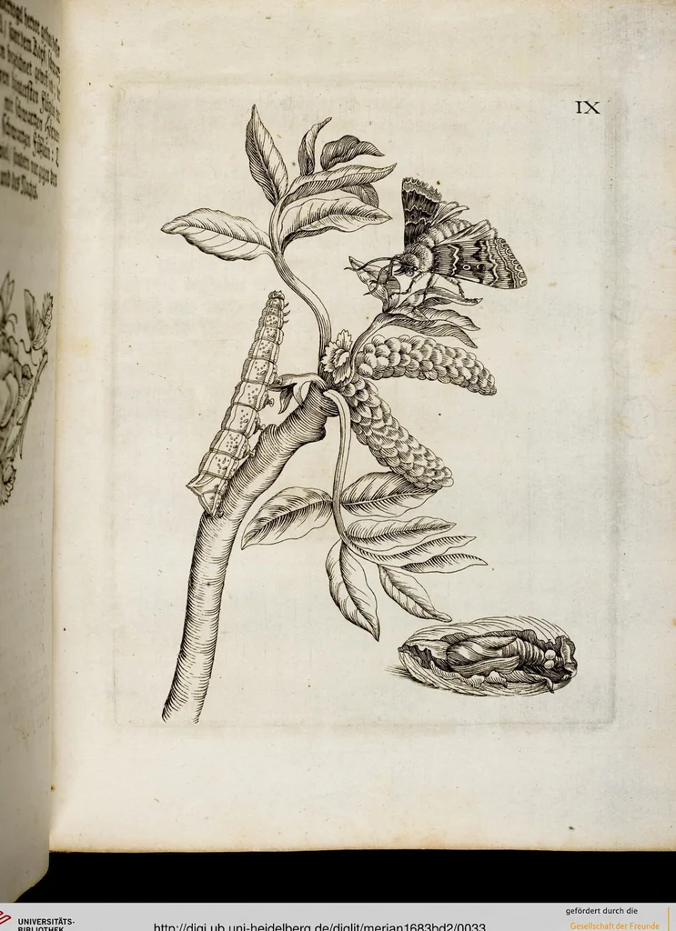 An illustration from (Band 2), 1683, leaf 33
