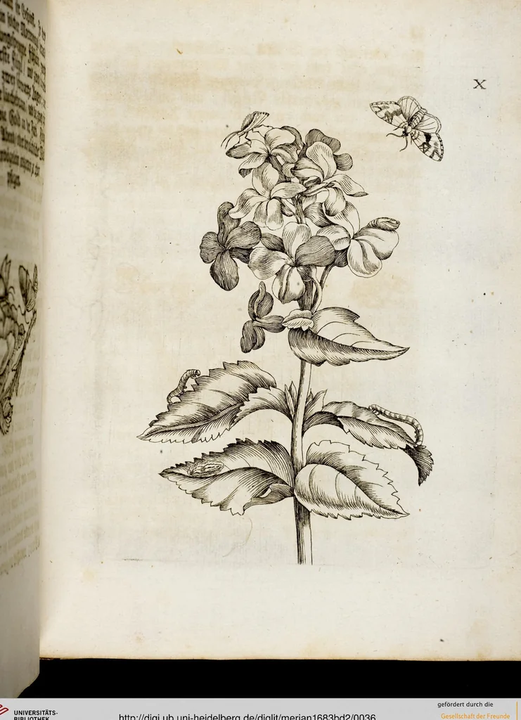 An illustration from (Band 2), 1683, leaf 36