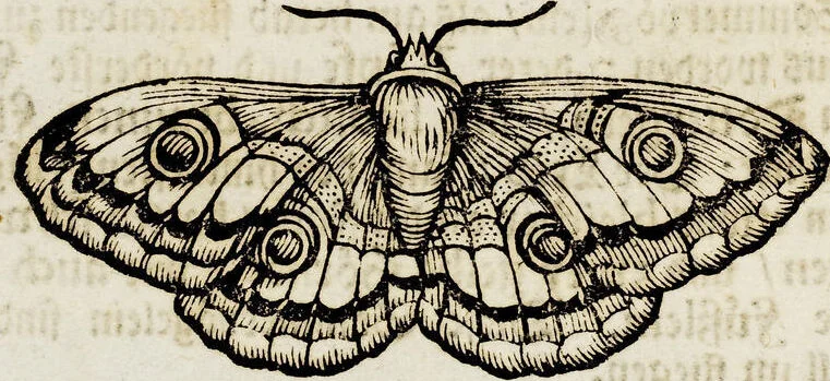 An illustration from (Band 2), 1683, leaf 38