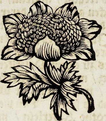 An illustration from (Band 2), 1683, leaf 41