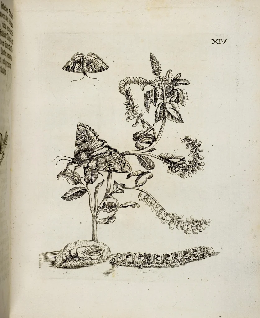 An illustration from (Band 2), 1683, leaf 48