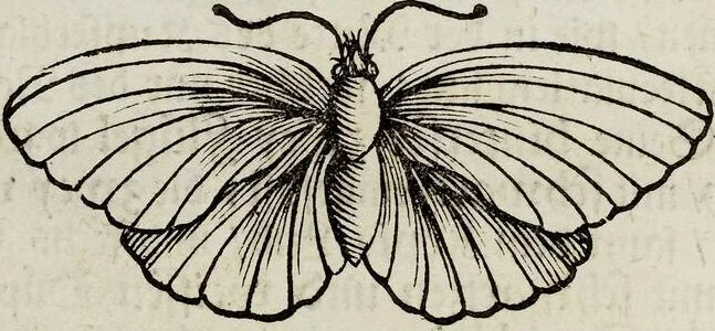 An illustration from (Band 2), 1683, leaf 50