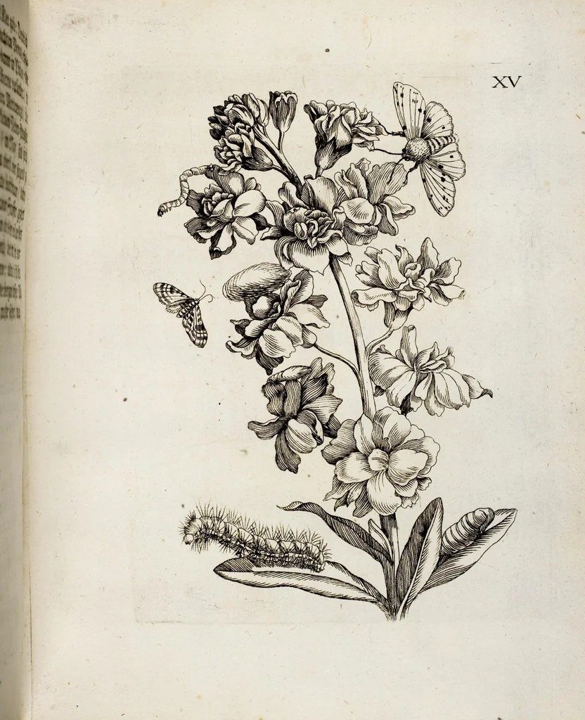 An illustration from (Band 2), 1683, leaf 51