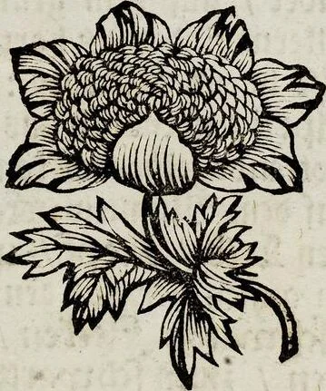 An illustration from (Band 2), 1683, leaf 53