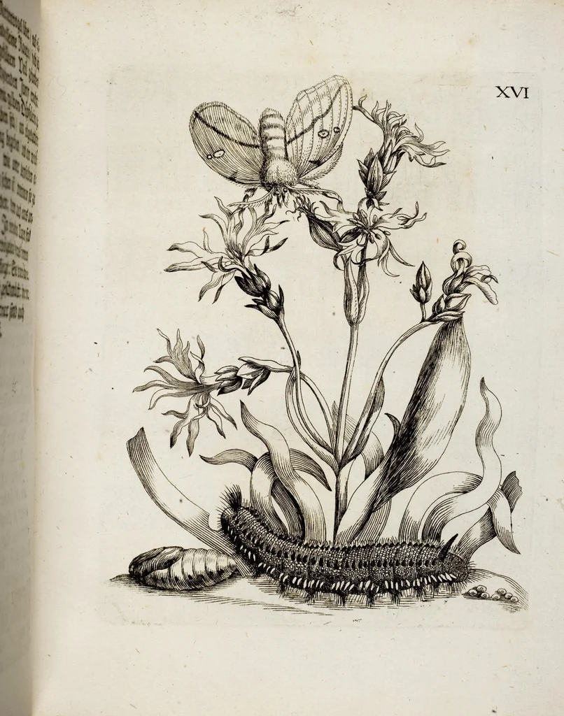 An illustration from (Band 2), 1683, leaf 54
