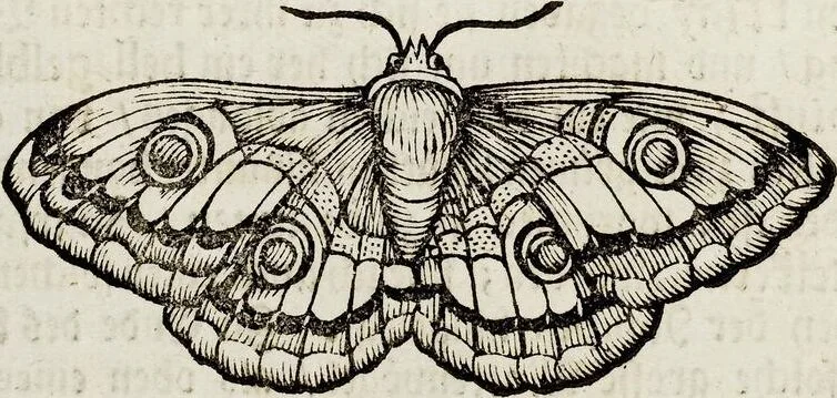 An illustration from (Band 2), 1683, leaf 56