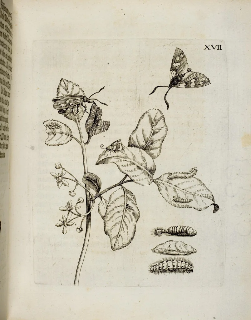 An illustration from (Band 2), 1683, leaf 57
