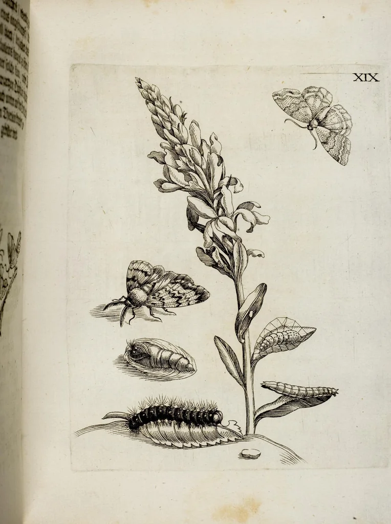 An illustration from (Band 2), 1683, leaf 63
