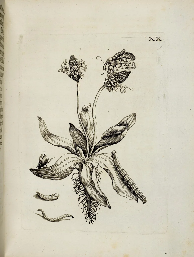 An illustration from (Band 2), 1683, leaf 66