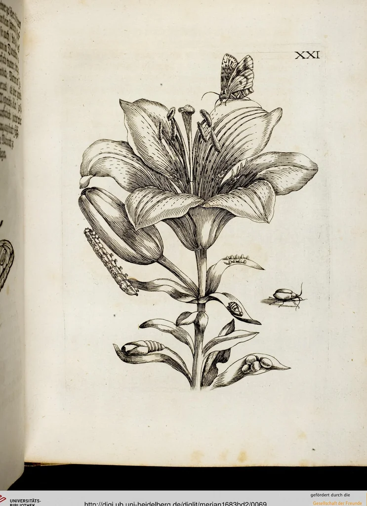 An illustration from (Band 2), 1683, leaf 69