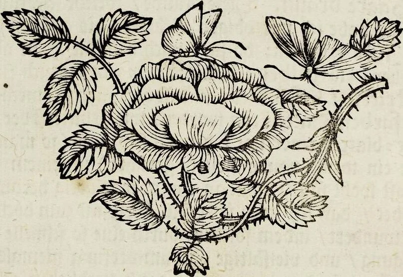 An illustration from (Band 2), 1683, leaf 74