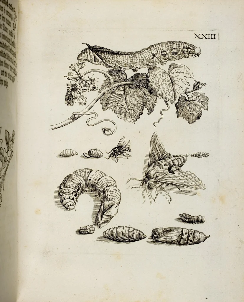 An illustration from (Band 2), 1683, leaf 75