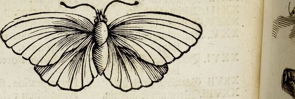 An illustration from (Band 2), 1683, leaf 8