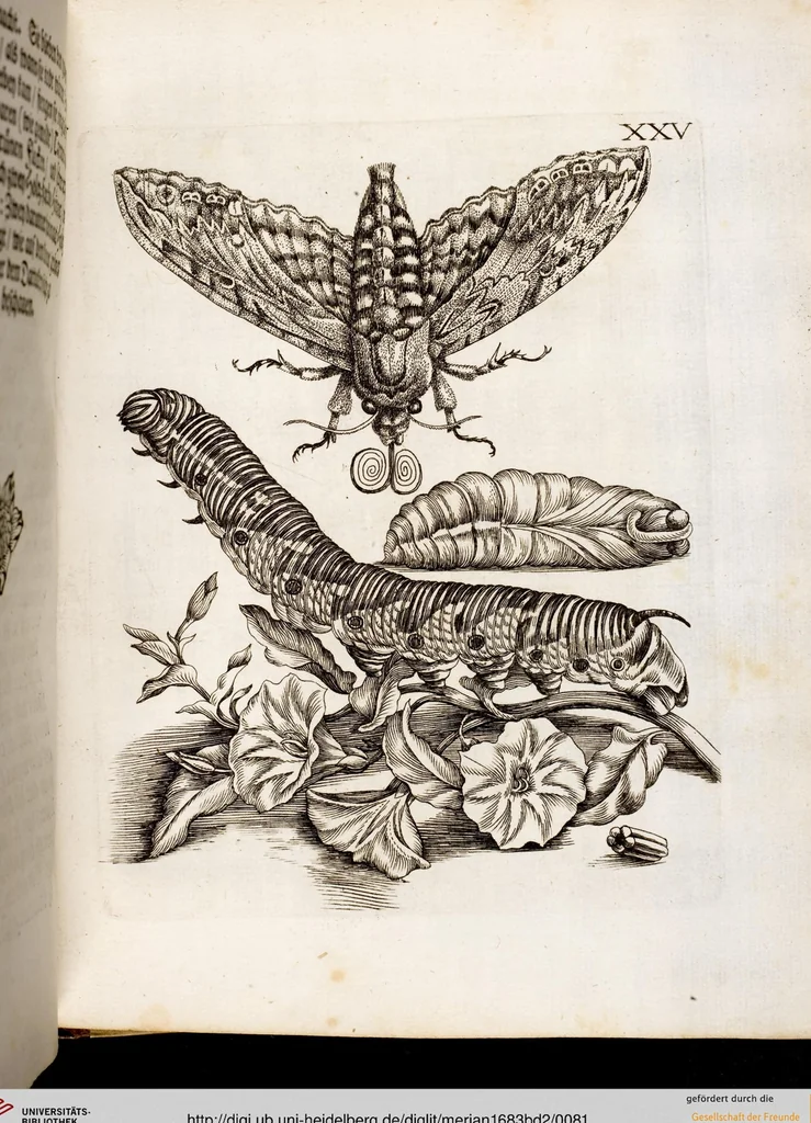 An illustration from (Band 2), 1683, leaf 81