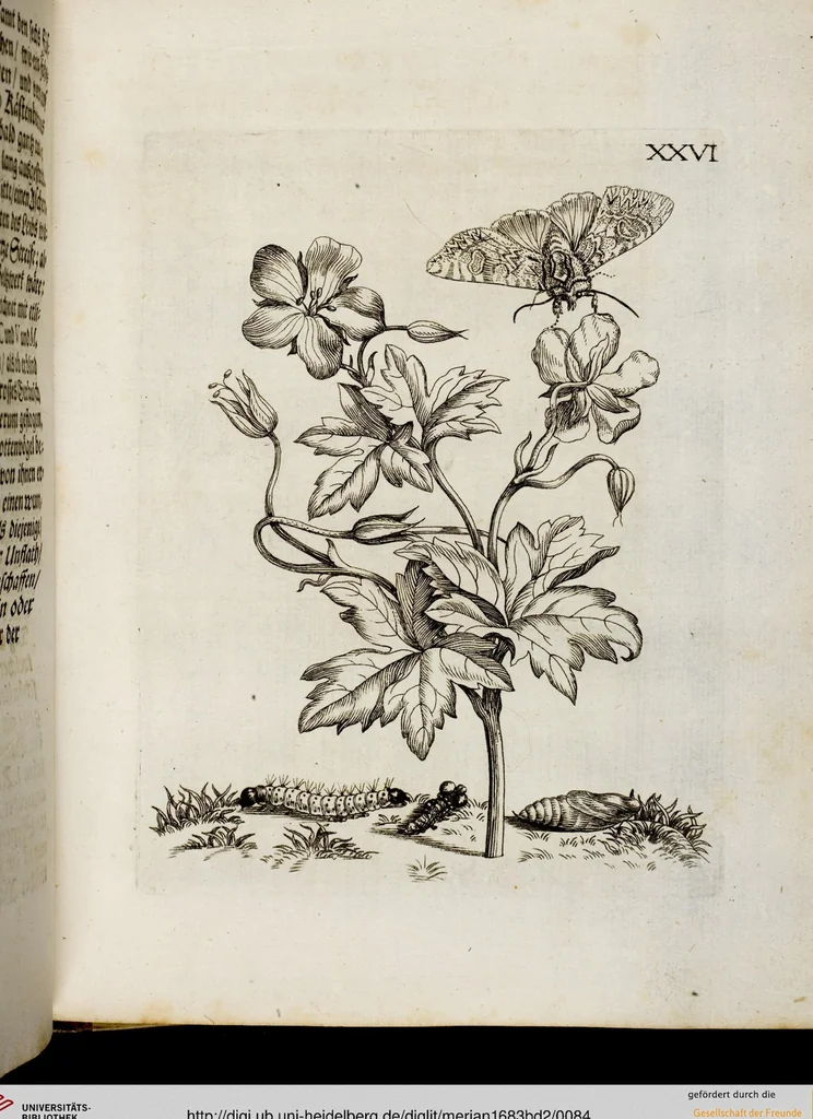An illustration from (Band 2), 1683, leaf 84