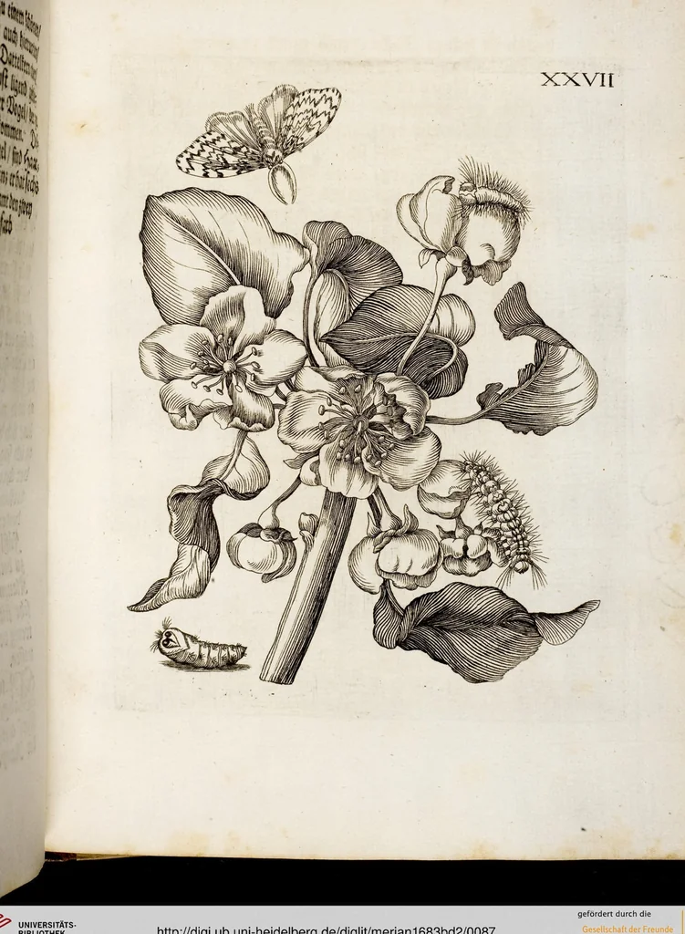 An illustration from (Band 2), 1683, leaf 87