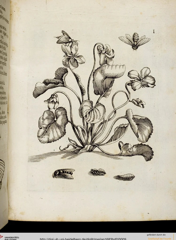 An illustration from (Band 2), 1683, leaf 9