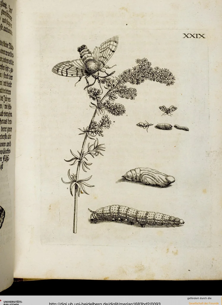 An illustration from (Band 2), 1683, leaf 93