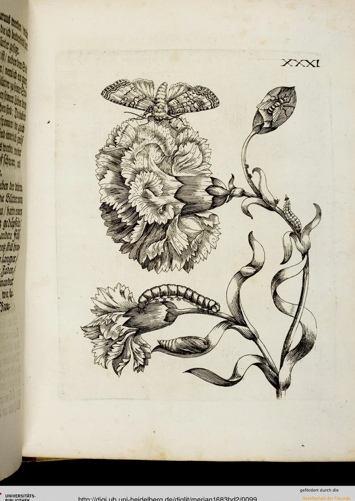An illustration from (Band 2), 1683, leaf 99