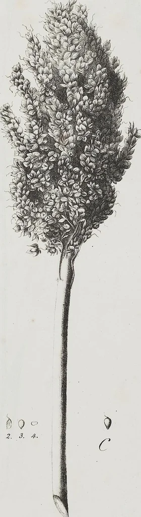 An illustration from Europæische Cerealien: mit 20 lithographirten Tafeln, 1824, leaf 105