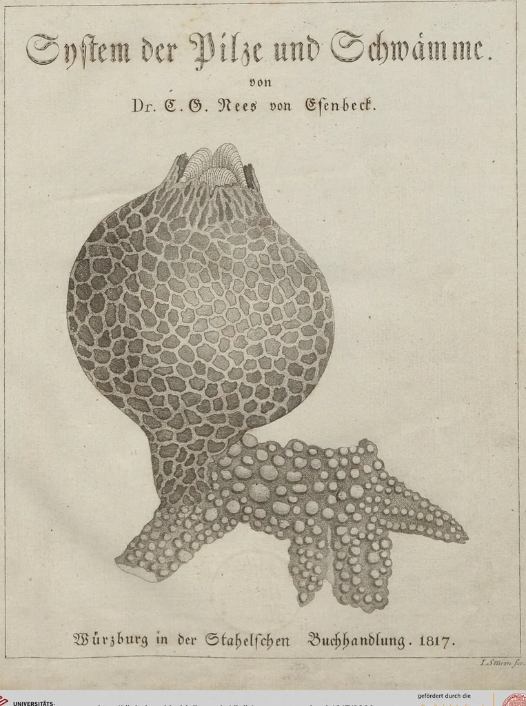 An illustration from Das System der Pilze und Schwämme: ein Versuch, 1817, leaf 380