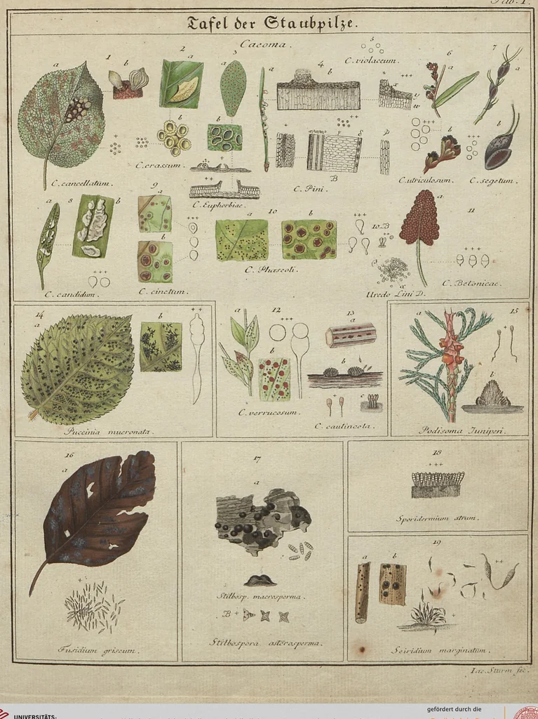 An illustration from Das System der Pilze und Schwämme: ein Versuch, 1817, leaf 470