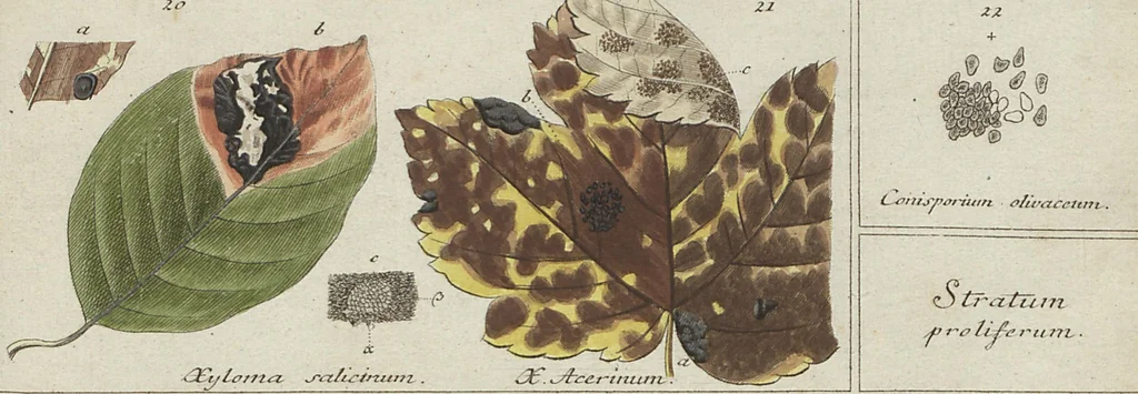 An illustration from Das System der Pilze und Schwämme: ein Versuch, 1817, leaf 471