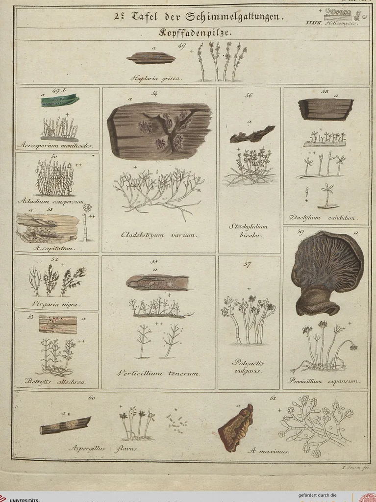 An illustration from Das System der Pilze und Schwämme: ein Versuch, 1817, leaf 473