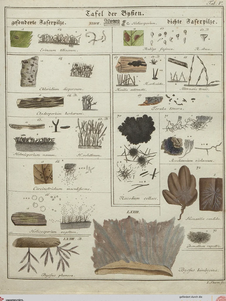 An illustration from Das System der Pilze und Schwämme: ein Versuch, 1817, leaf 474