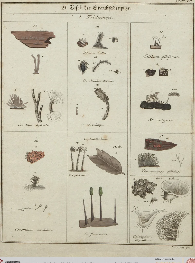 An illustration from Das System der Pilze und Schwämme: ein Versuch, 1817, leaf 476
