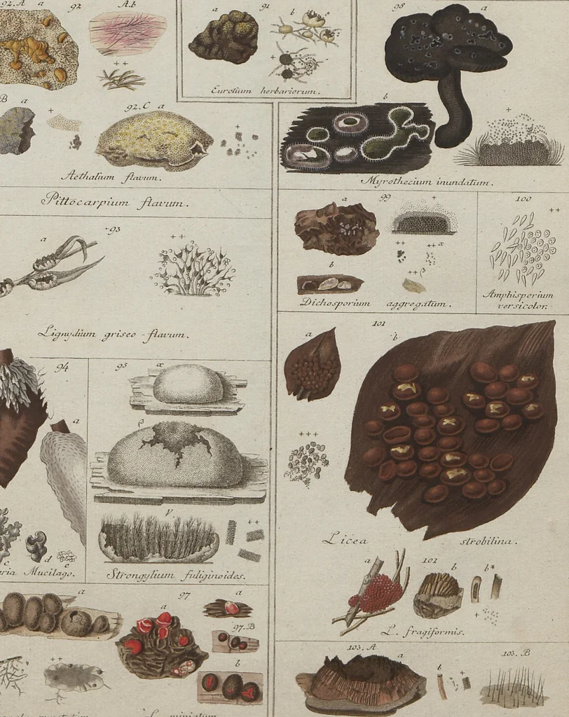 An illustration from Das System der Pilze und Schwämme: ein Versuch, 1817, leaf 477