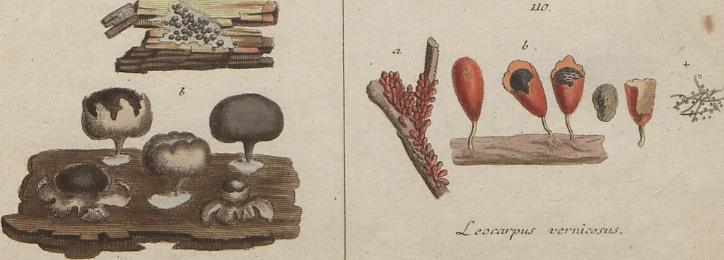 An illustration from Das System der Pilze und Schwämme: ein Versuch, 1817, leaf 478